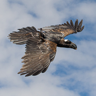 Simien Mountains - Ghenek - Thick-billed Raven
